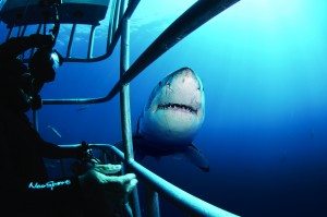 Female Great White and underwater photographer